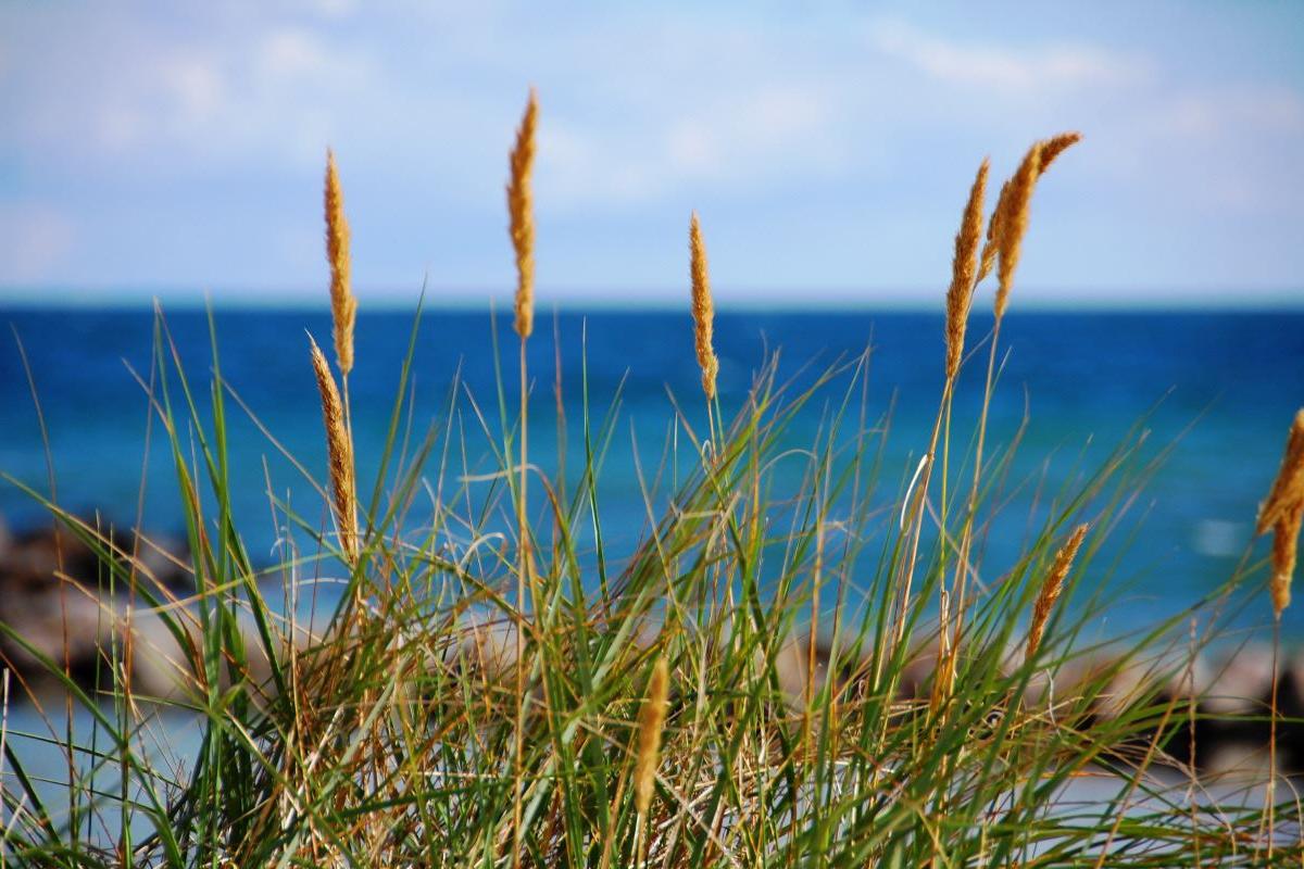 Strandhafer am Schönberger-Strand