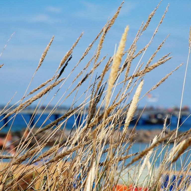 Schönberger-Strand - Strandhafer